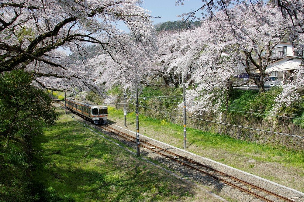 🌸 후지타강 만남의 벚꽃(후지타가와 후레아이자쿠라) 이미지 7